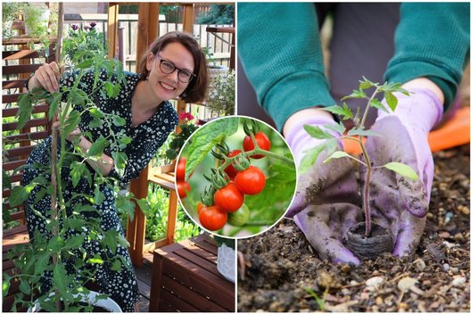 Atskleidė pomidorų auginimo patarimus: nudžiugins gausiu derliumi (tv3.lt fotomontažas)