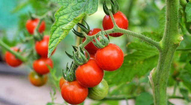 Išdavė auksinius pomidorų auginimo patarimus: užsirašykite (nuotr. Shutterstock.com)