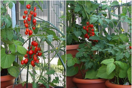 Pomidorų auginimas (nuotr. 123rf.com)