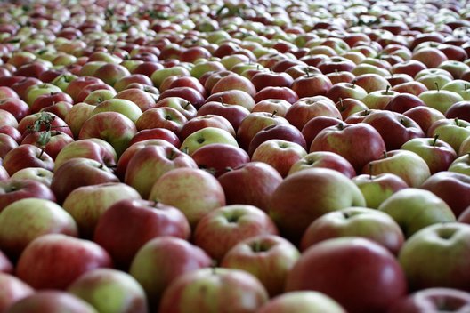 Obuoliai - bene naudingiausi sveikatai produktai (nuotr. SCANPIX) (nuotr. Balsas.lt)
