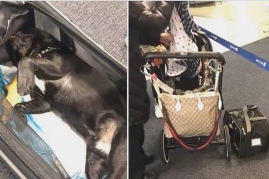 Uždarytas „United Airlines“ lėktuvo salono bagažo lentynoje nugaišo šuo  