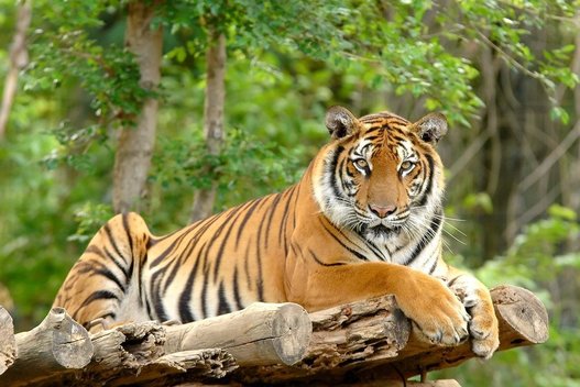 Tigras (nuotr. 123rf.com)