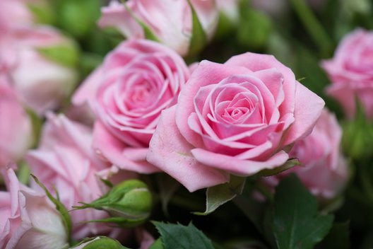 Padarykite tai savo rožėms: sukraus neregėtą skaičių žiedų (nuotr. Shutterstock.com)