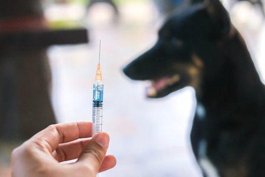Vakcina nuo pasiutligės (nuotr. Shutterstock.com)