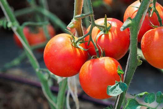 Pomidorų derlius (nuotr. 123rf.com)