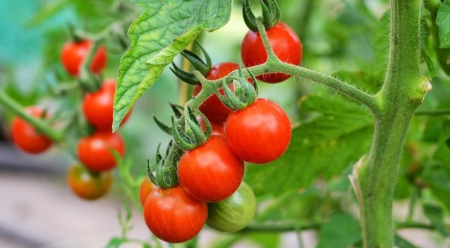 Atskleidė geriausias pomidorų veisles: užsirašykite kitiems metams (nuotr. Shutterstock.com)
