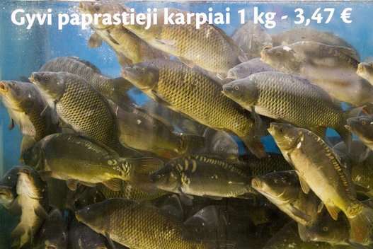 Žuvys Karolis Kavolėlis/Fotobankas nuotr.