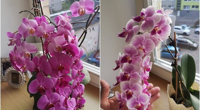Norite, kad jūsų orchidėjos sukrautų tiek žiedų? Štai, ką reikia padaryti (tv3.lt fotomontažas)