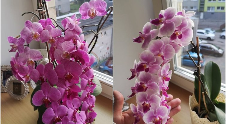 Norite, kad orchidėjos sukrautų tiek žiedų? Išdavė, ką reikia daryti (tv3.lt fotomontažas)