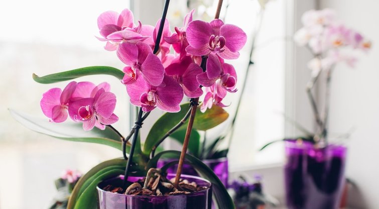 Orchidėja namuose  (nuotr. Shutterstock.com)
