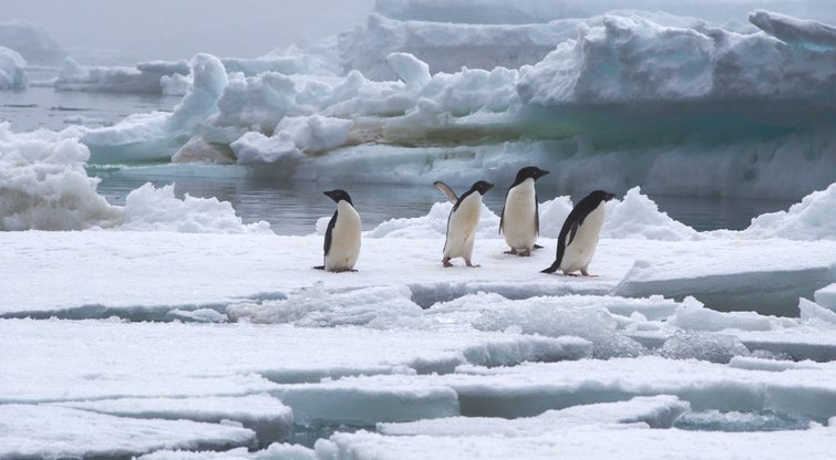 Antarktida (nuotr. Fotolia.com)