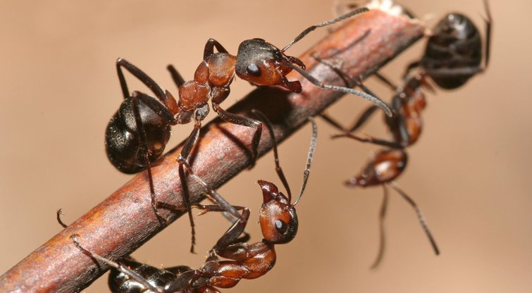 Neįtikėtinas atradimas: skruzdėlės gali užuosti vėžį (nuotr. 123rf.com)