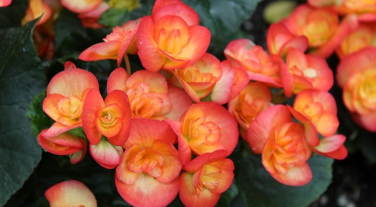 Išsaugokite pelargonijas ir begonijas per žiemą: štai, ką reikia padaryti  (nuotr. Shutterstock.com)