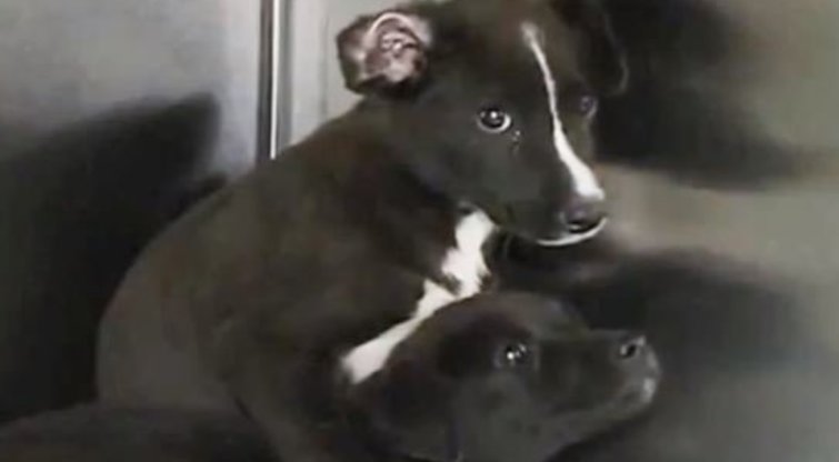 Savo nuklydusio šuns ieškojęs vyras išgelbėjo du mirčiai paliktus mažylius (nuotr. YouTube)