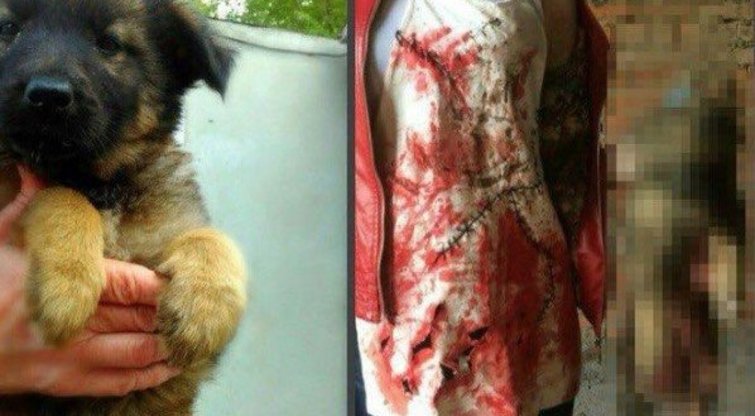 Prigautos kraugerės paauglės: išdavė „selfiai“ žudant šunyčius (nuotr. VK.com)