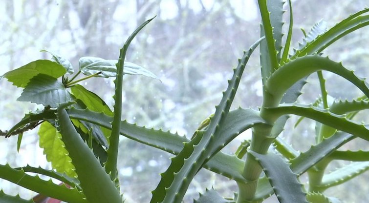 Stebuklingas augalas beveik kiekvieno lietuvio namuose: ir nuo gripo, ir nuo raukšlių  