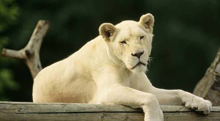 Baltasis liūtas (nuotr. Vida Press)