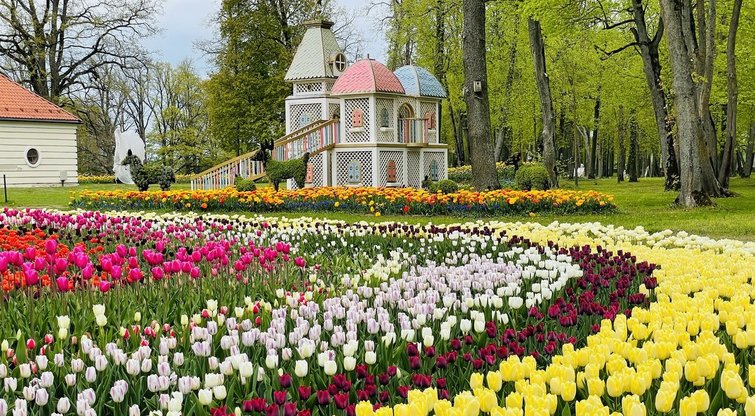 Pakruojo dvaro tulpių ir pavasario gėlių festivalis nuotr. pranešimo spaudai)  