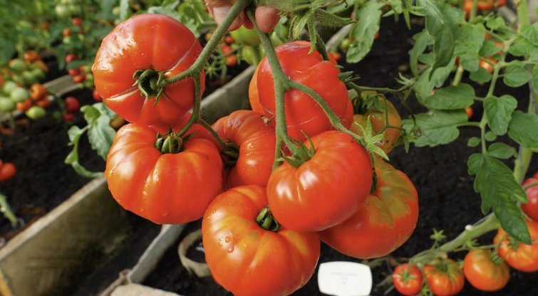 Išdavė pomidorų auginimo gudrybę: užaugs daug skanesni (nuotr. stop kadras)