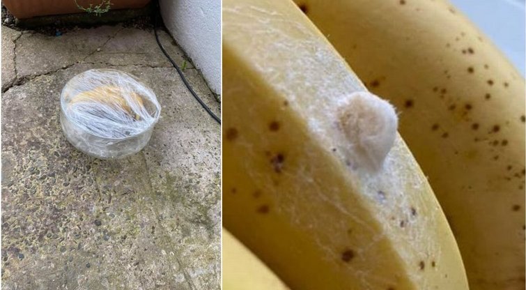 Jemma Davies (34) iš Didžiosios Britanijos ant parduotuvėje pirktų bananų aptiko kiaušinėlių ir nusprendė internete paieškoti informacijos, kas tai. Rezultatai ją pašiurpino.  (nuotr. facebook.com)