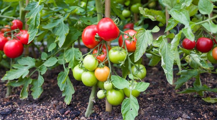 Laikas sėti pomidorus: šie patarimai atneš geresnį derlių (nuotr. 123rf.com)