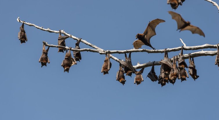 Šikšnosparniai (nuotr. Fotolia.com)
