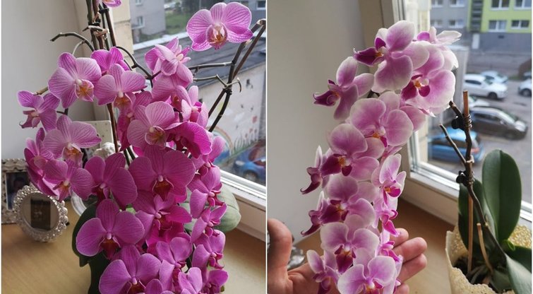 Norite, kad jūsų orchidėja sukrautų tiek žiedų? Štai, ką reikia padaryti (tv3.lt fotomontažas)