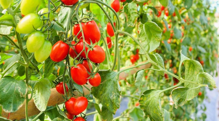 Štai, kada geriausias laikas skinti pomidorus: daugelis to nežino (nuotr. 123rf.com)