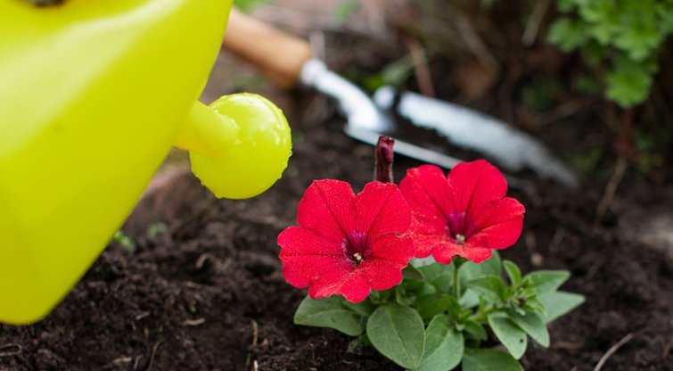 Pasėkite šias gėles jau dabar: apdovanos ankstyvais žiedais (nuotr. Shutterstock.com)