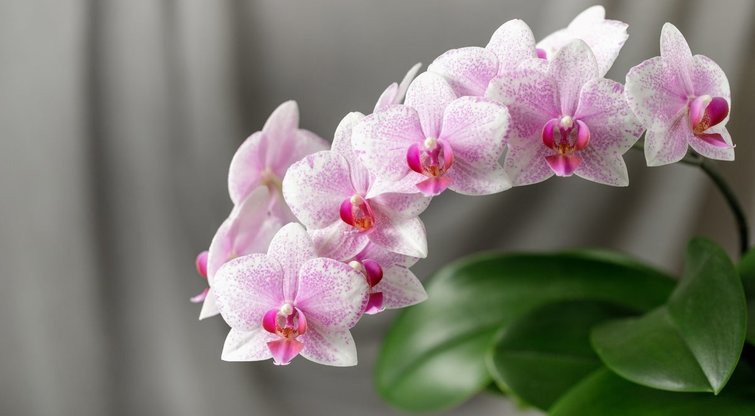 Orchidėjų žydėjimas namuose (nuotr. Shutterstock.com)
