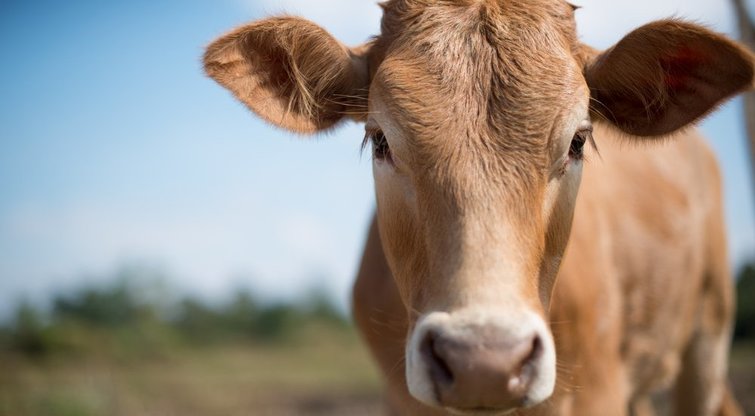 Planas patvirtintas: kokios paramos sulauks mėsinių galvijų, avių ir ožkų augintojai  (nuotr. Shutterstock.com)