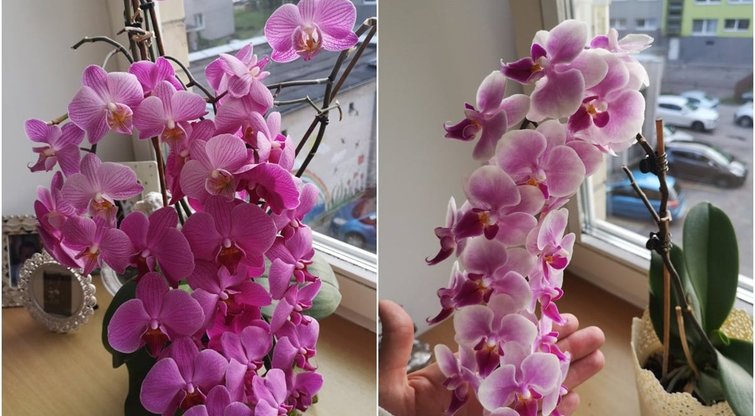 Norite, kad jūsų orchidėjos sukrautų tiek žiedų? Štai, ką reikia daryti (tv3.lt fotomontažas)