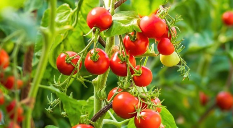 Padvigubinkite pomidorų derlių: štai, ką reikia padaryti (nuotr. Shutterstock.com)