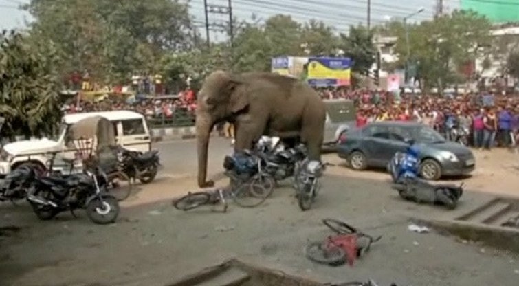 Siautėjantis dramblys (nuotr. TV3)