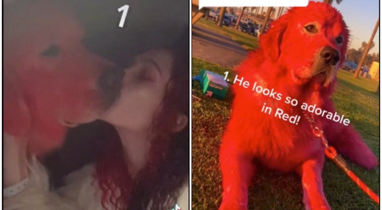 Moteris savo šunį dažo raudonai  