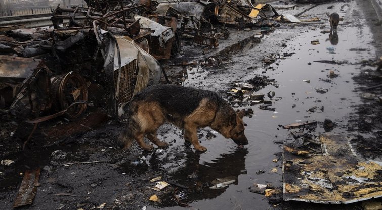 Okupantai Ukrainoje žudo ne tik civilius: gyventojų šunis nušauna dėl „pramogos“ (nuotr. SCANPIX)
