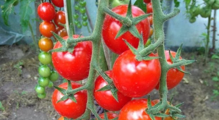 Pomidorai  (nuotr. asm. archyvo)
