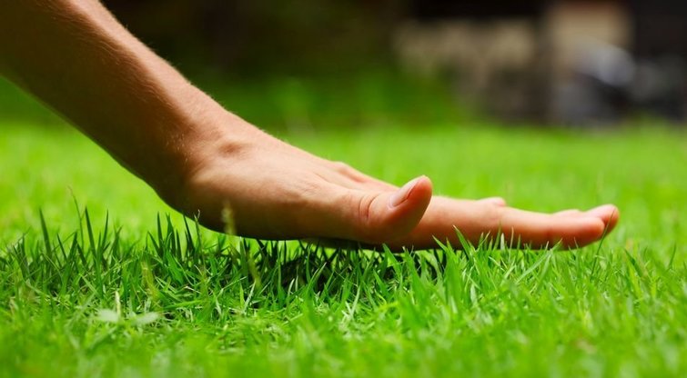 Žaliasis kilimas jūsų sode  
