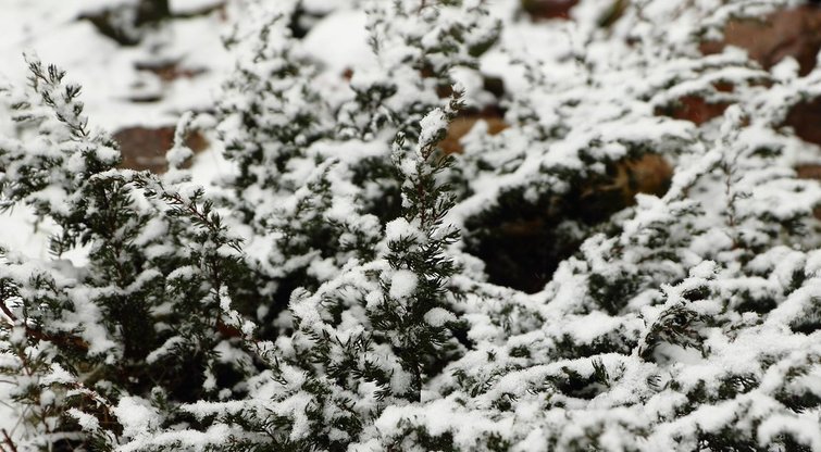 Pavasario nuotaikas slopina iškritęs sniegas (nuotr. Tv3.lt/Ruslano Kondratjevo)