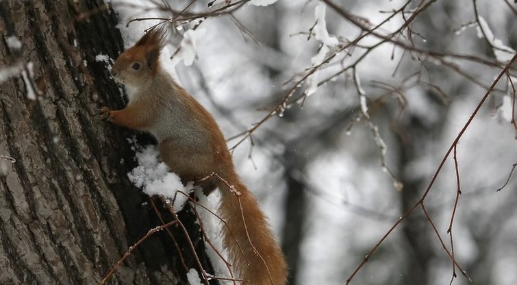 Voverytė (nuotr. Reuters/Scanpix)  