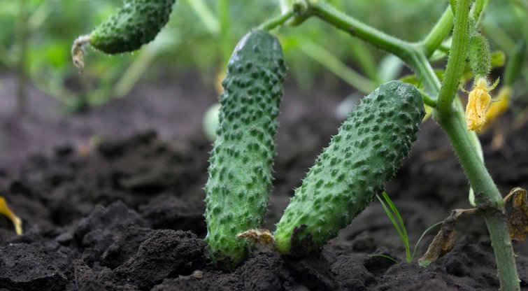 Agurkų auginimas  (nuotr. Shutterstock.com)