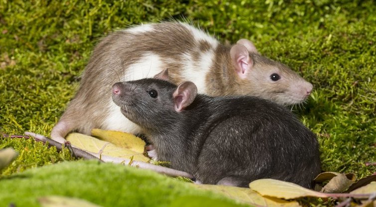 Žiurkių neliks nė kvapo: štai, kas padės (nuotr. 123rf.com)