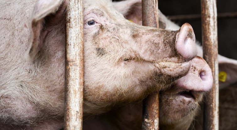 Ūkininkai įspėja, kad Lietuvoje išnyks kiaulių augintojai: mėsą teks atsivežti iš kitur