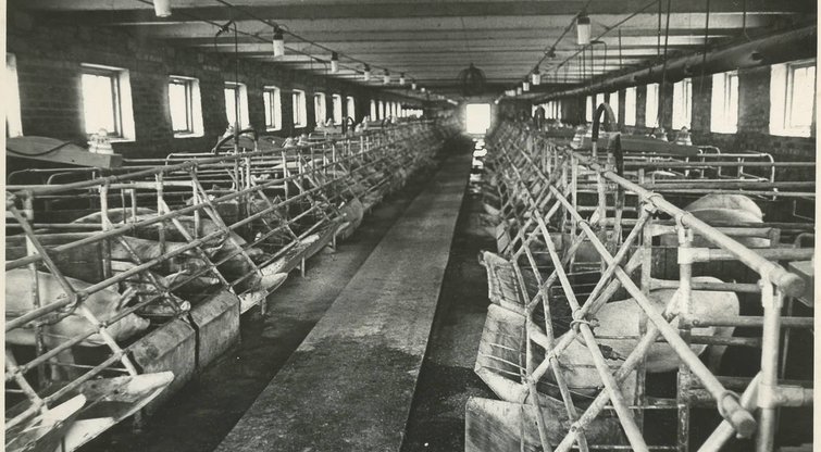 “Laisvės“ kolūkio kiaulių ferma  (nuotr. Wikipedia)