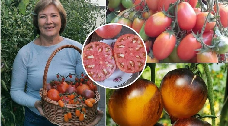 Prieniškė pomidorų kolekcininkė išdavė geriausias veisles: išbandykite šiemet (tv3.lt fotomontažas)