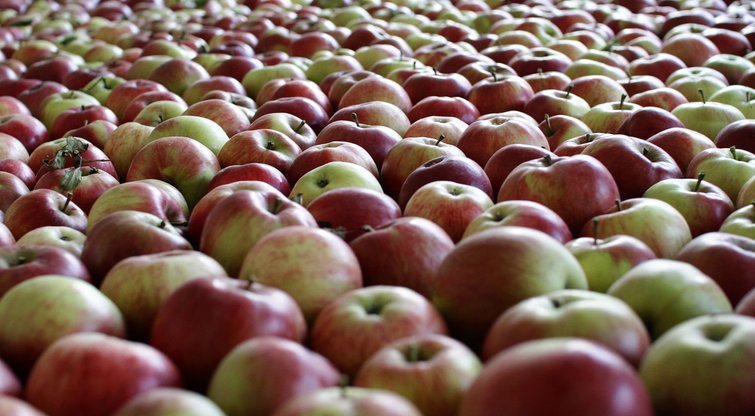 Obuoliai - bene naudingiausi sveikatai produktai (nuotr. SCANPIX) (nuotr. Balsas.lt)