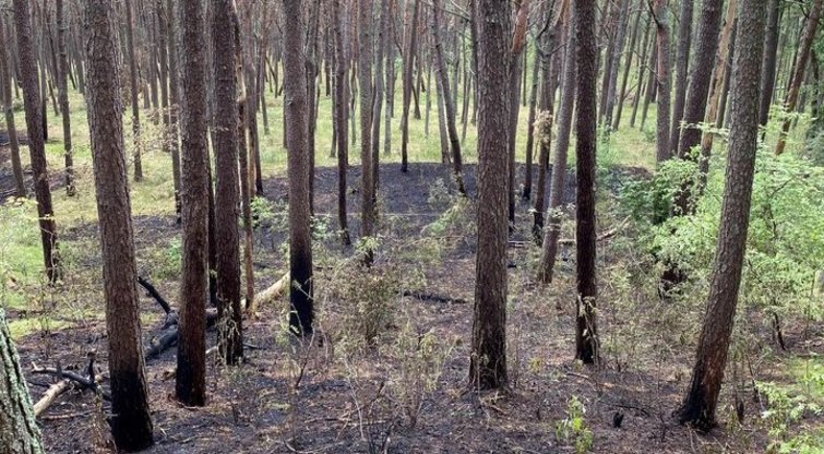 Miško padegimas Neringoje  