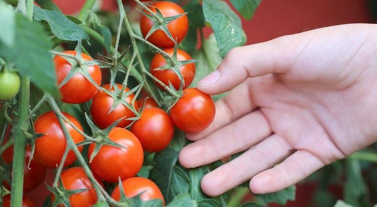 Pomidorai (nuotr. Shutterstock.com)