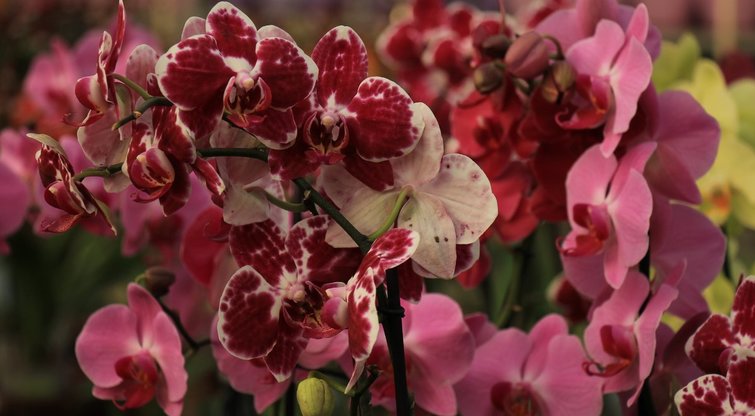 Orchidėjos (nuotr. 123rf.com)