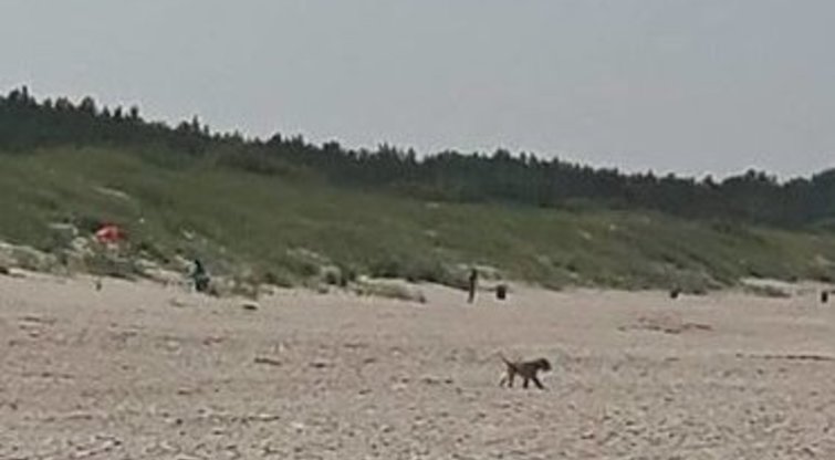 Šunys Monciškių paplūdimyje (nuotr.: tv3.lt skaitytojo)  